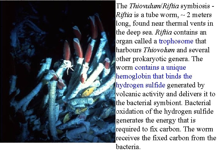 The Thiovulum/Riftia symbiosis Riftia is a tube worm, ~ 2 meters long, found near