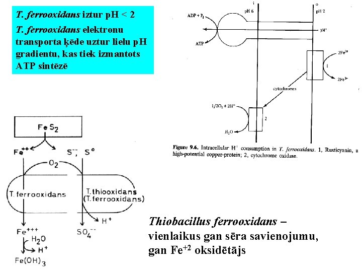 T. ferrooxidans iztur p. H < 2 T. ferrooxidans elektronu transporta ķēde uztur lielu