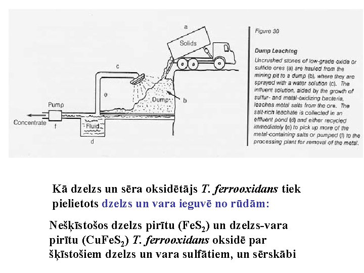Kā dzelzs un sēra oksidētājs T. ferrooxidans tiek pielietots dzelzs un vara ieguvē no Kā dzelzs un sēra oksidētājs T. ferrooxidans tiek pielietots dzelzs un vara ieguvē no