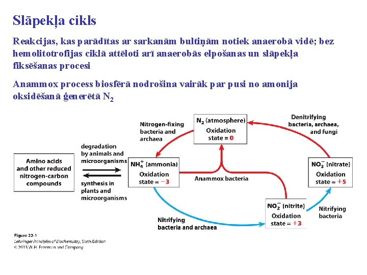 Slāpekļa cikls Reakcijas, kas parādītas ar sarkanām bultiņām notiek anaerobā vidē; bez hemolitotrofijas ciklā