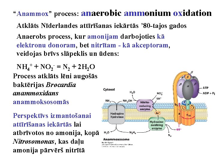 “Anammox” process: anaerobic ammonium oxidation Atklāts Nīderlandes attīrīšanas iekārtās ’ 80 -tajos gados Anaerobs