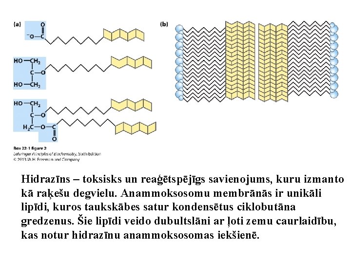 Hidrazīns – toksisks un reaģētspējīgs savienojums, kuru izmanto kā raķešu degvielu. Anammoksosomu membrānās ir