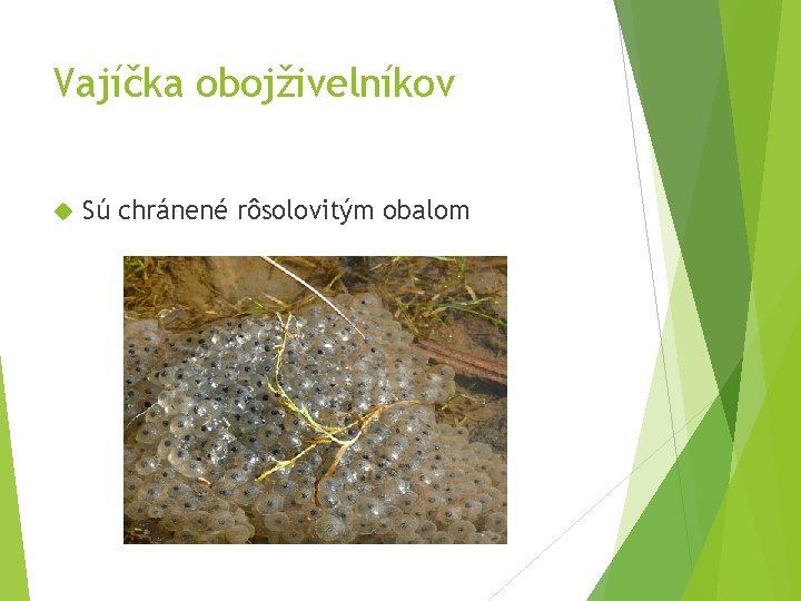 Vajíčka obojživelníkov Sú chránené rôsolovitým obalom 