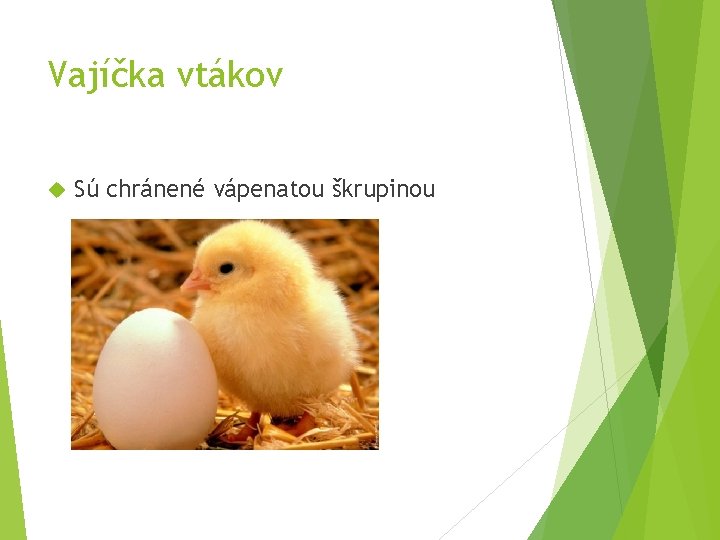 Vajíčka vtákov Sú chránené vápenatou škrupinou Vajíčka vtákov Sú chránené vápenatou škrupinou