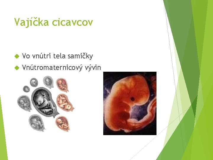 Vajíčka cicavcov Vo vnútri tela samičky Vnútromaternicový vývin 