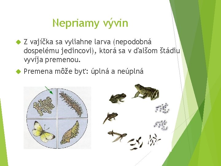 Nepriamy vývin Z vajíčka sa vyliahne larva (nepodobná dospelému jedincovi), ktorá sa v ďalšom