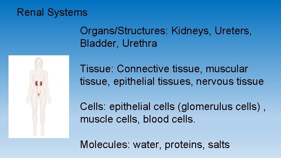 Renal Systems Organs/Structures: Kidneys, Ureters, Bladder, Urethra Tissue: Connective tissue, muscular tissue, epithelial tissues, Renal Systems Organs/Structures: Kidneys, Ureters, Bladder, Urethra Tissue: Connective tissue, muscular tissue, epithelial tissues,