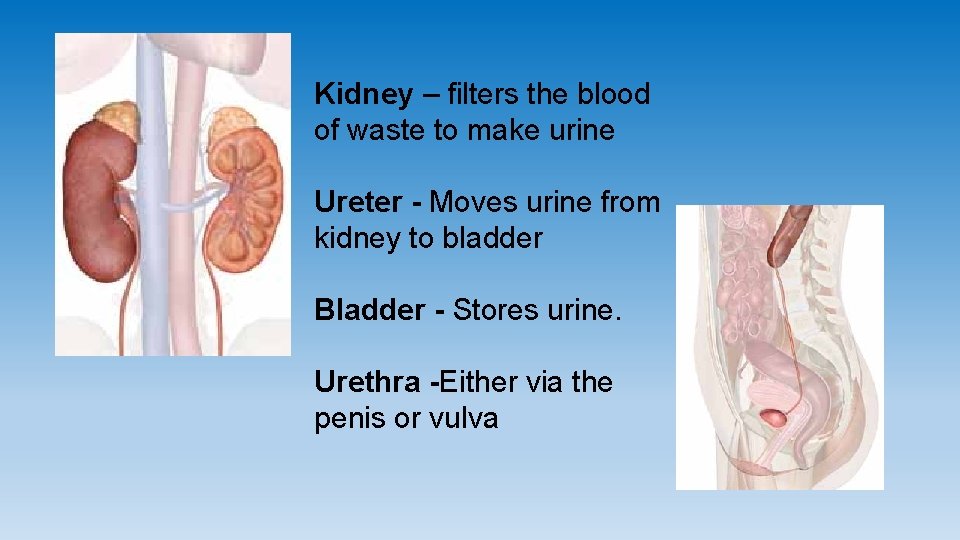 Kidney – filters the blood of waste to make urine Ureter - Moves urine Kidney – filters the blood of waste to make urine Ureter - Moves urine