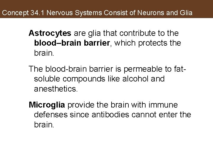 Concept 34. 1 Nervous Systems Consist of Neurons and Glia Astrocytes are glia that