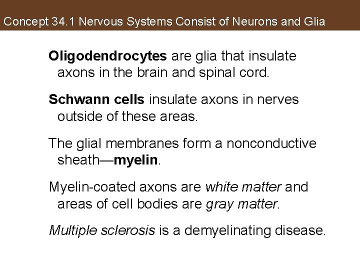 Concept 34. 1 Nervous Systems Consist of Neurons and Glia Oligodendrocytes are glia that