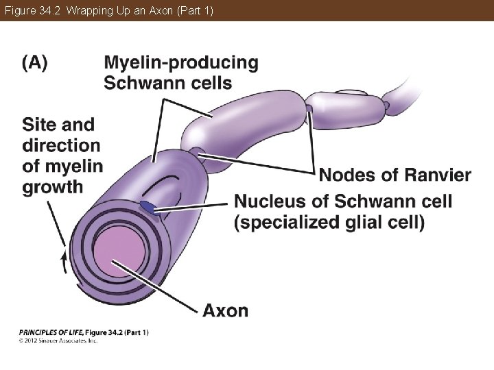 Figure 34. 2 Wrapping Up an Axon (Part 1) 