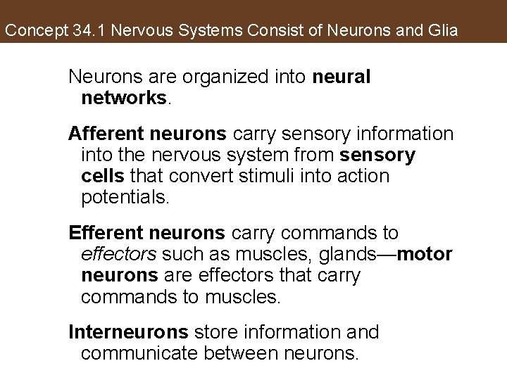 Concept 34. 1 Nervous Systems Consist of Neurons and Glia Neurons are organized into