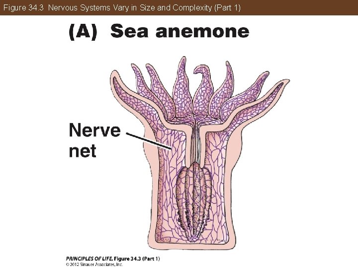 Figure 34. 3 Nervous Systems Vary in Size and Complexity (Part 1) 