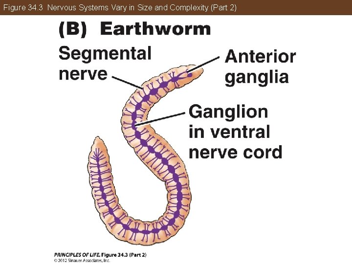 Figure 34. 3 Nervous Systems Vary in Size and Complexity (Part 2) 