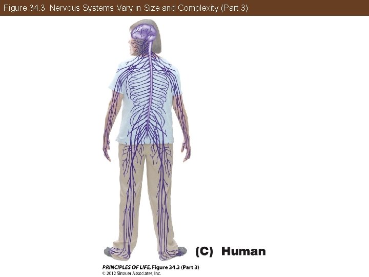 Figure 34. 3 Nervous Systems Vary in Size and Complexity (Part 3) 