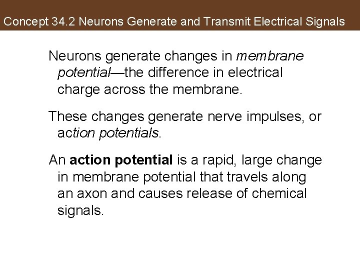 Concept 34. 2 Neurons Generate and Transmit Electrical Signals Neurons generate changes in membrane