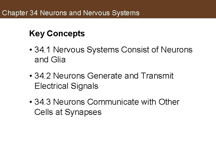 Chapter 34 Neurons and Nervous Systems Key Concepts • 34. 1 Nervous Systems Consist