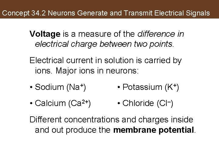 Concept 34. 2 Neurons Generate and Transmit Electrical Signals Voltage is a measure of