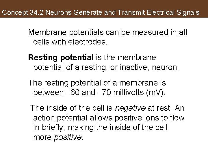Concept 34. 2 Neurons Generate and Transmit Electrical Signals Membrane potentials can be measured