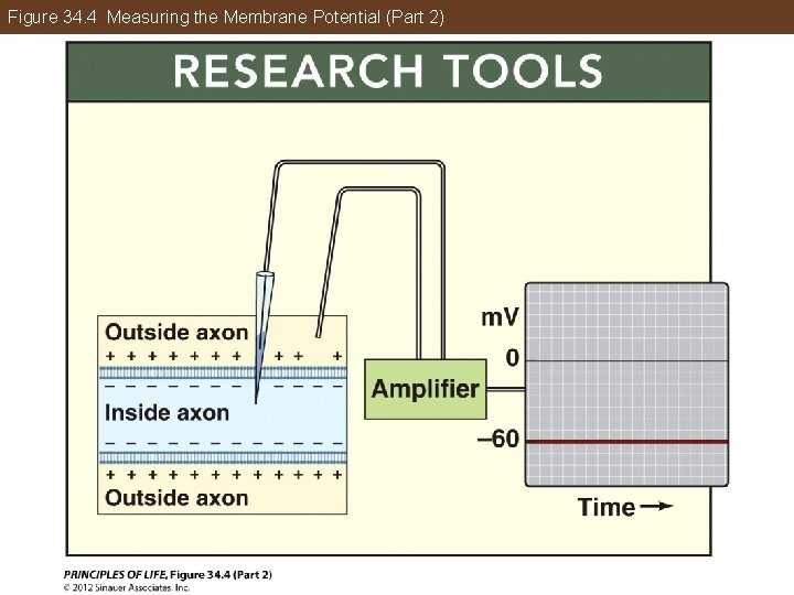 Figure 34. 4 Measuring the Membrane Potential (Part 2) 