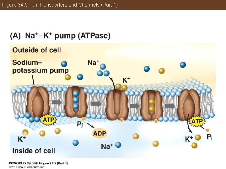 Figure 34. 5 Ion Transporters and Channels (Part 1) 