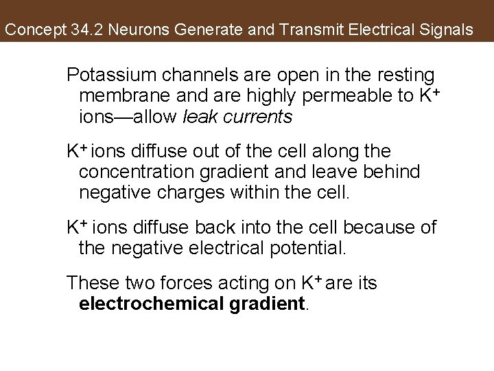 Concept 34. 2 Neurons Generate and Transmit Electrical Signals Potassium channels are open in