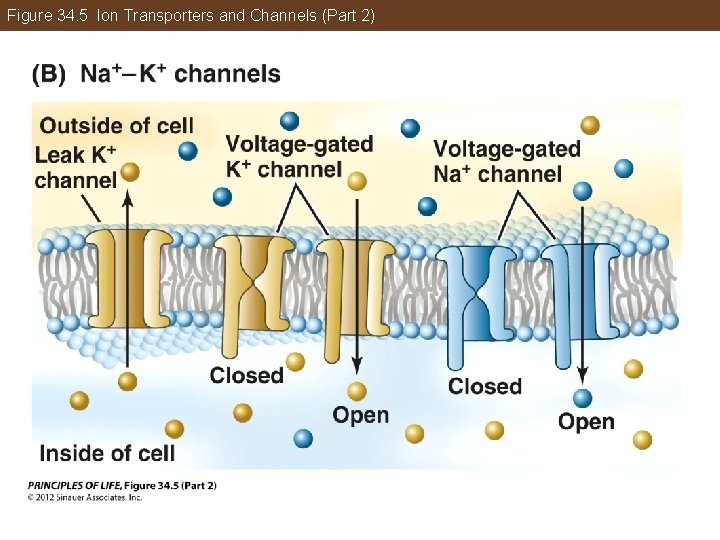 Figure 34. 5 Ion Transporters and Channels (Part 2) 