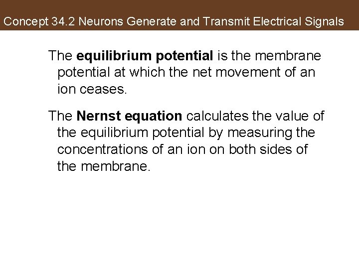 Concept 34. 2 Neurons Generate and Transmit Electrical Signals The equilibrium potential is the