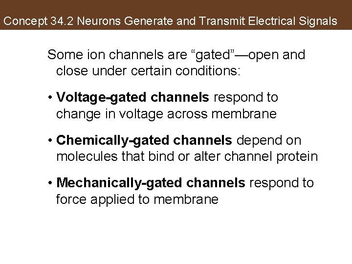 Concept 34. 2 Neurons Generate and Transmit Electrical Signals Some ion channels are “gated”—open