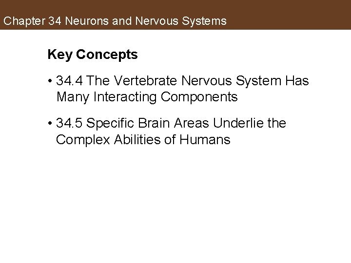 Chapter 34 Neurons and Nervous Systems Key Concepts • 34. 4 The Vertebrate Nervous