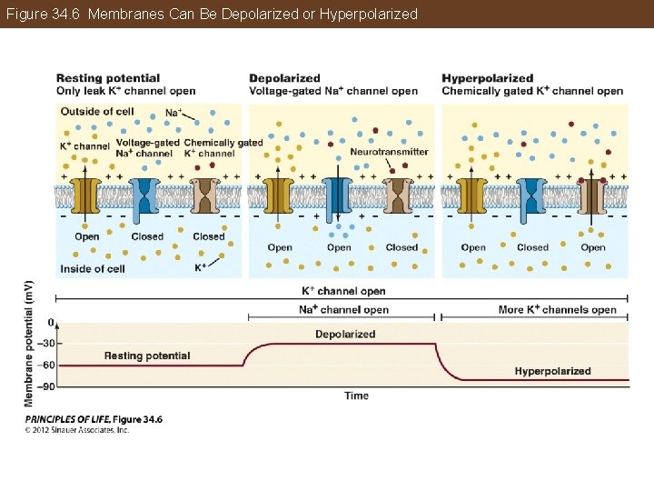 Figure 34. 6 Membranes Can Be Depolarized or Hyperpolarized 