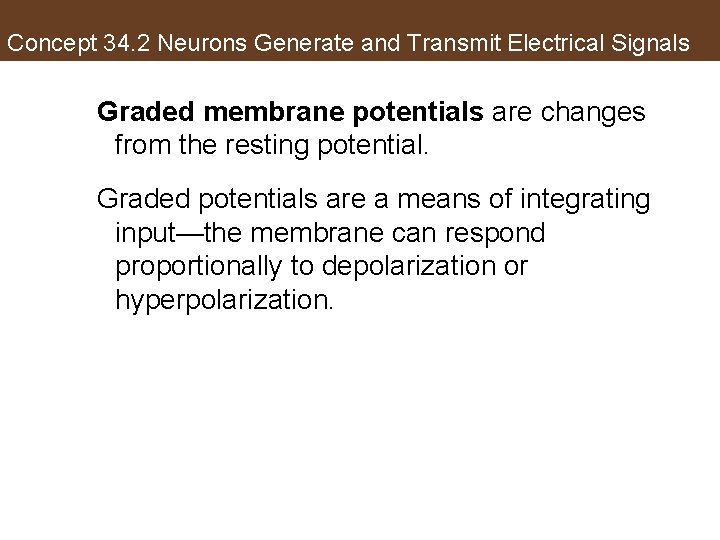 Concept 34. 2 Neurons Generate and Transmit Electrical Signals Graded membrane potentials are changes