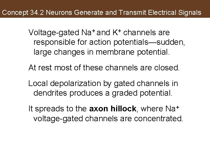 Concept 34. 2 Neurons Generate and Transmit Electrical Signals Voltage-gated Na+ and K+ channels