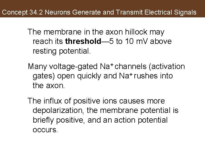 Concept 34. 2 Neurons Generate and Transmit Electrical Signals The membrane in the axon