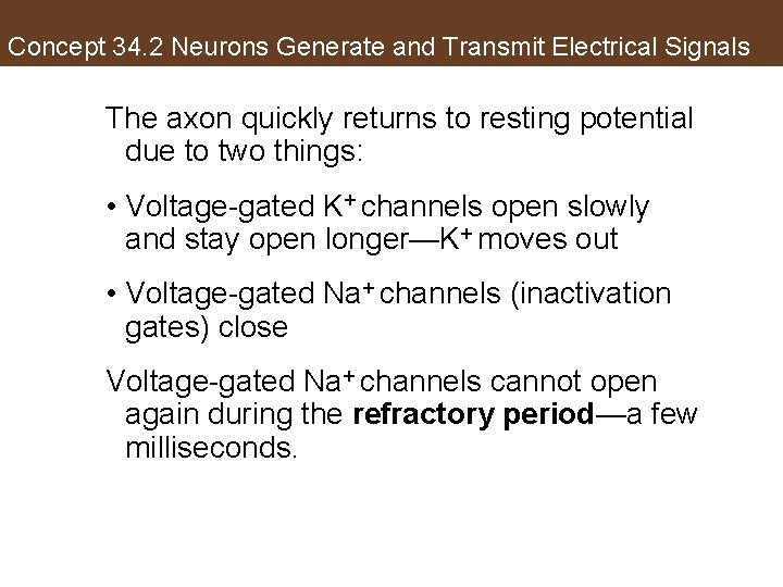 Concept 34. 2 Neurons Generate and Transmit Electrical Signals The axon quickly returns to