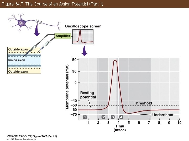 Figure 34. 7 The Course of an Action Potential (Part 1) 