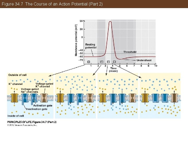 Figure 34. 7 The Course of an Action Potential (Part 2) 