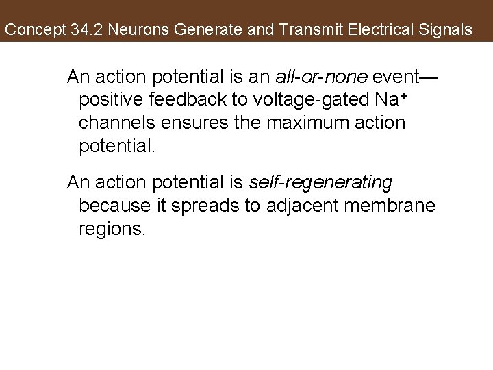 Concept 34. 2 Neurons Generate and Transmit Electrical Signals An action potential is an