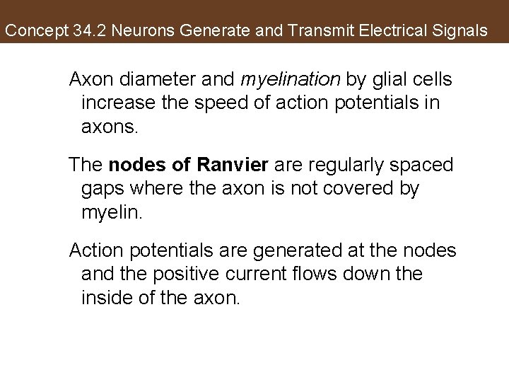 Concept 34. 2 Neurons Generate and Transmit Electrical Signals Axon diameter and myelination by