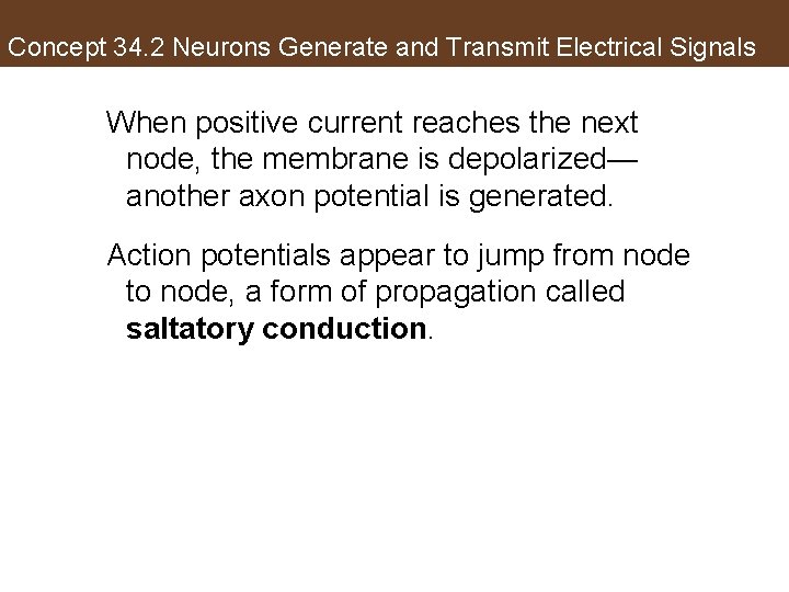 Concept 34. 2 Neurons Generate and Transmit Electrical Signals When positive current reaches the