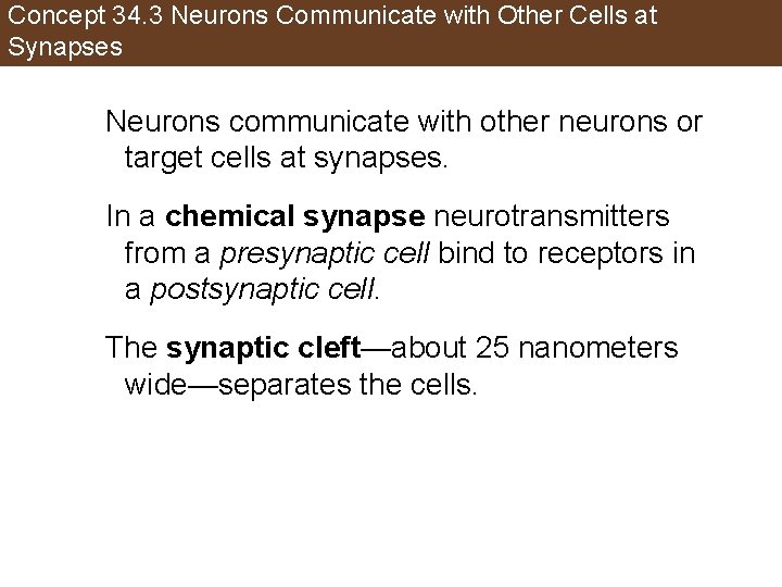 Concept 34. 3 Neurons Communicate with Other Cells at Synapses Neurons communicate with other