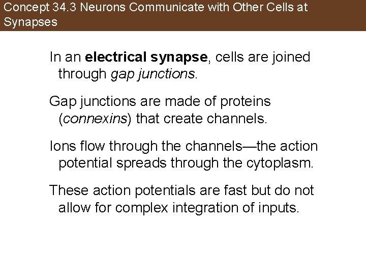 Concept 34. 3 Neurons Communicate with Other Cells at Synapses In an electrical synapse,