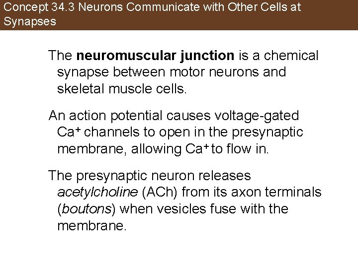 Concept 34. 3 Neurons Communicate with Other Cells at Synapses The neuromuscular junction is