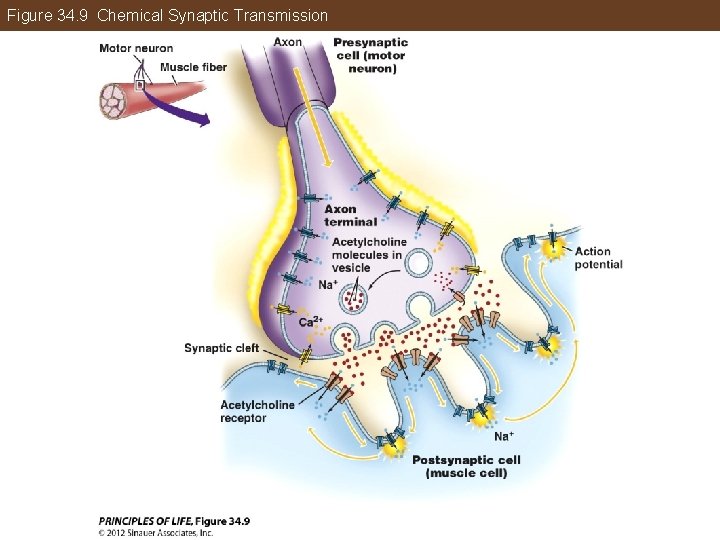 Figure 34. 9 Chemical Synaptic Transmission 