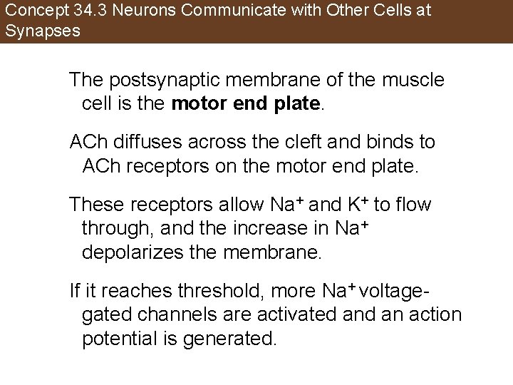 Concept 34. 3 Neurons Communicate with Other Cells at Synapses The postsynaptic membrane of