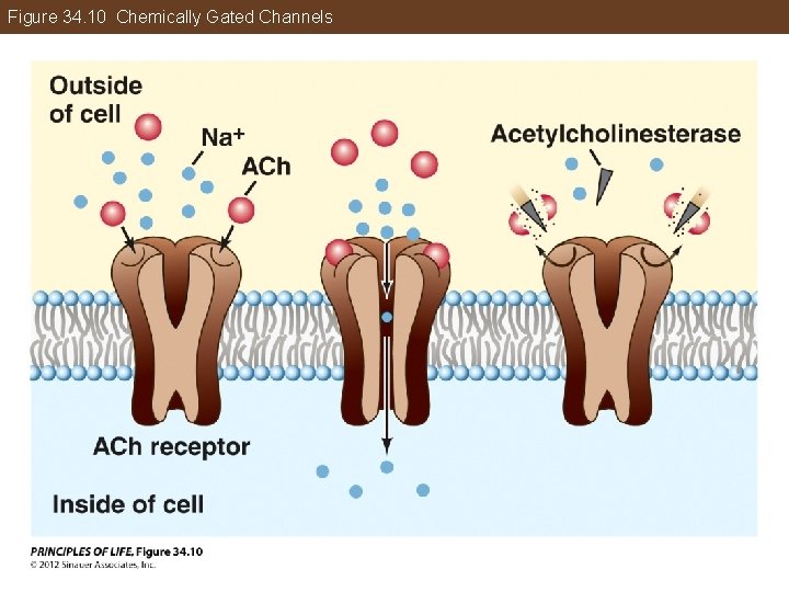 Figure 34. 10 Chemically Gated Channels 