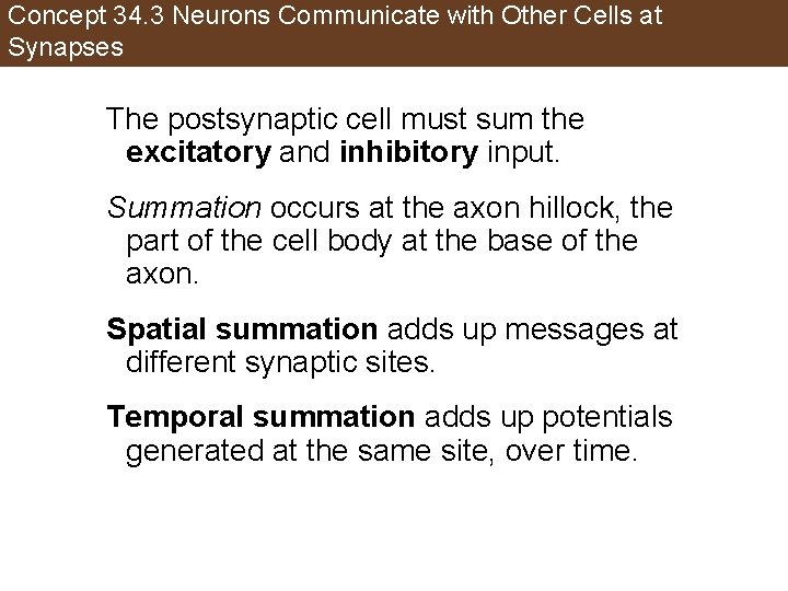 Concept 34. 3 Neurons Communicate with Other Cells at Synapses The postsynaptic cell must