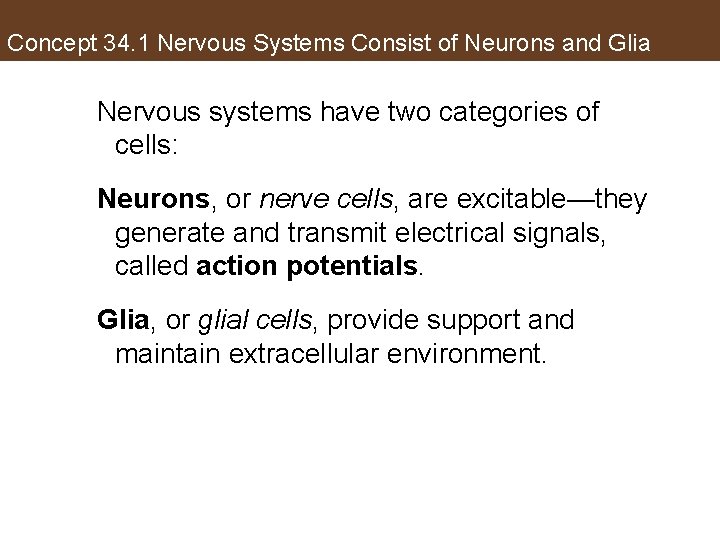 Concept 34. 1 Nervous Systems Consist of Neurons and Glia Nervous systems have two