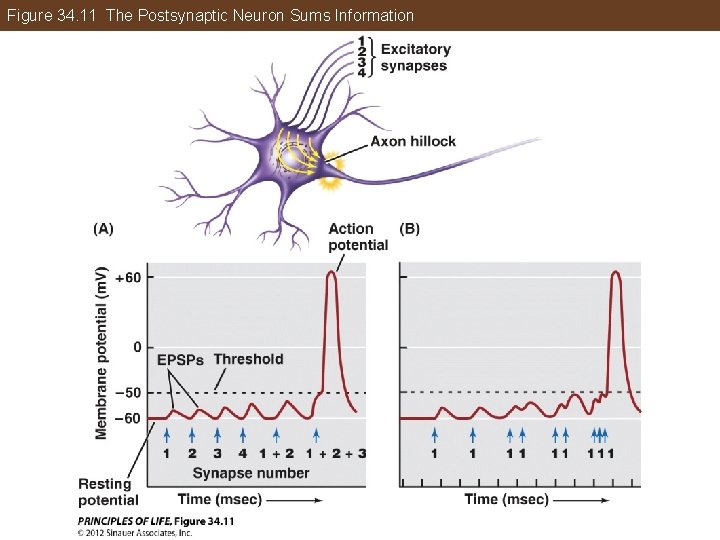 Figure 34. 11 The Postsynaptic Neuron Sums Information 
