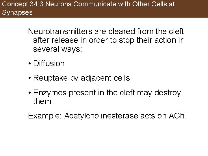 Concept 34. 3 Neurons Communicate with Other Cells at Synapses Neurotransmitters are cleared from